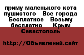 приму маленького кота пушистого - Все города Бесплатное » Возьму бесплатно   . Крым,Севастополь
